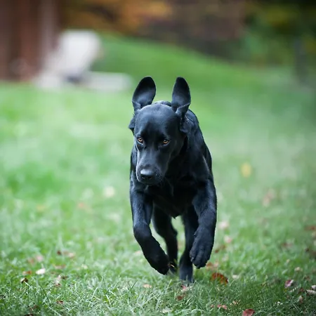 Urlaub Am Glatzl Bauernhof * Sankt Lorenzen am Wechsel