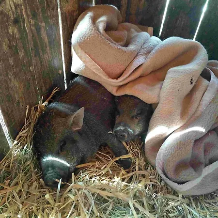 Urlaub Am Glatzl Bauernhof
