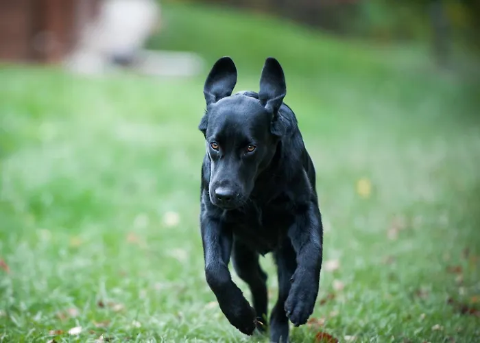 Urlaub Am Glatzl Bauernhof * Sankt Lorenzen am Wechsel