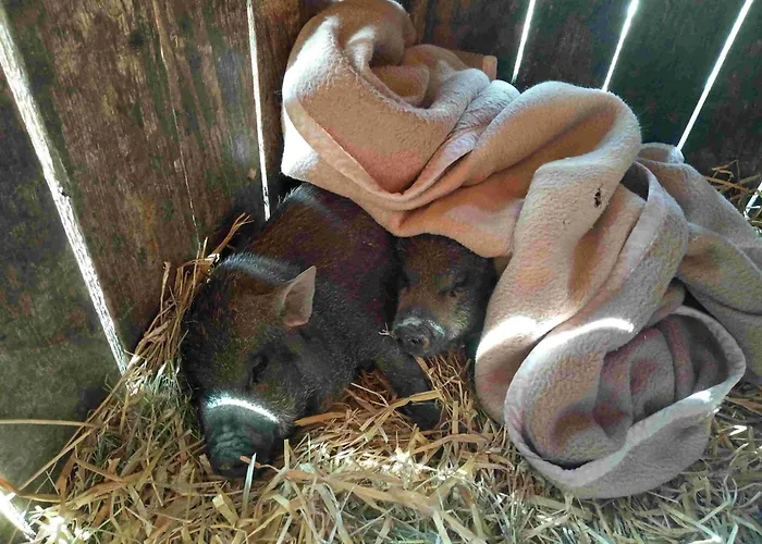 Urlaub Am Glatzl Bauernhof